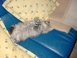 Filou